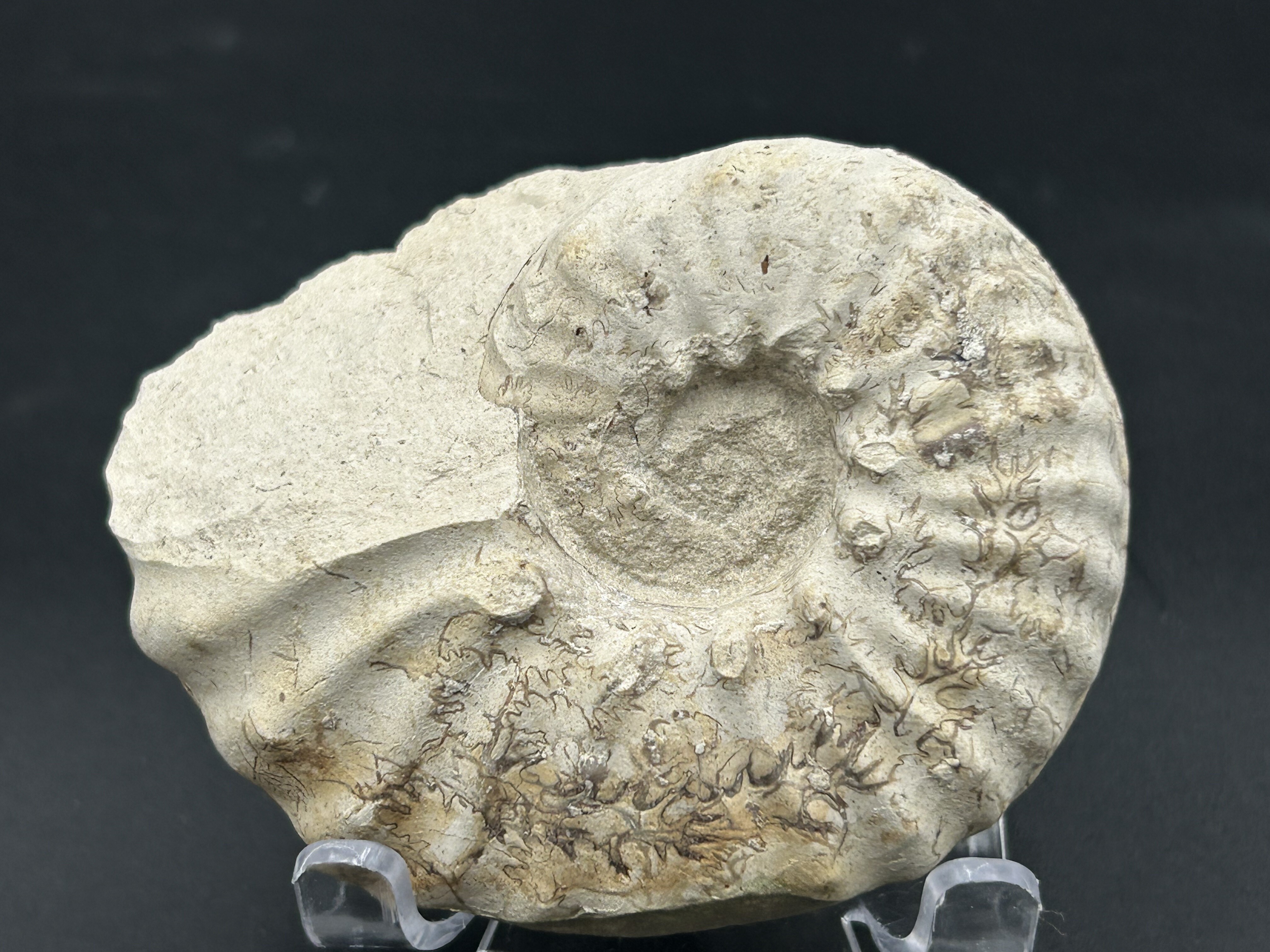 Mortoniceras Ammonites